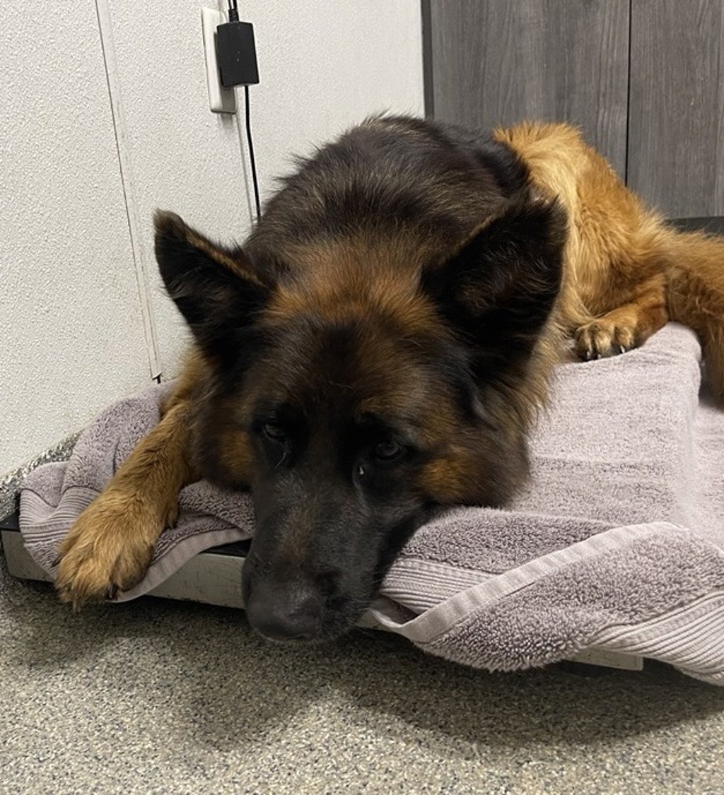 Shelter Stray Female Dog last seen Near Pala Temecula Road, Pala, CA, 92059, Escondido, CA 92027, USA