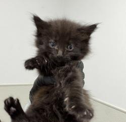 Shelter Stray Male Cat last seen Bullock Drive, San Diego, CA, 92114, 5500 Gaines St, San Diego, CA 92110, USA