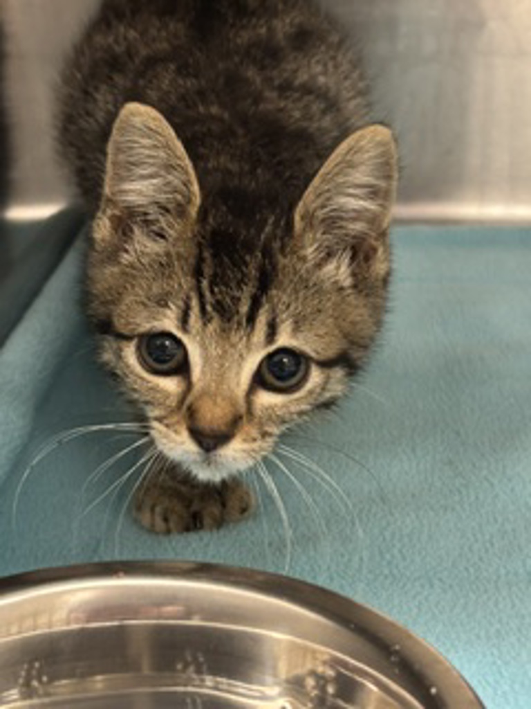 Shelter Stray Female Cat last seen Norum Road NE, Poulsbo, WA, 98370, 9167 Dickey Rd NW, Silverdale, WA 98383, USA