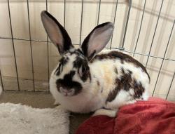 Shelter Stray Female Rabbit last seen Near Capistrano Drive, Oceanside, CA, 92054, Oceanside, CA 92058, USA