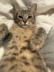 Lost Male Cat last seen Near Bagby, where mikes mini mart and various other corner stores are, Waco, TX 76711