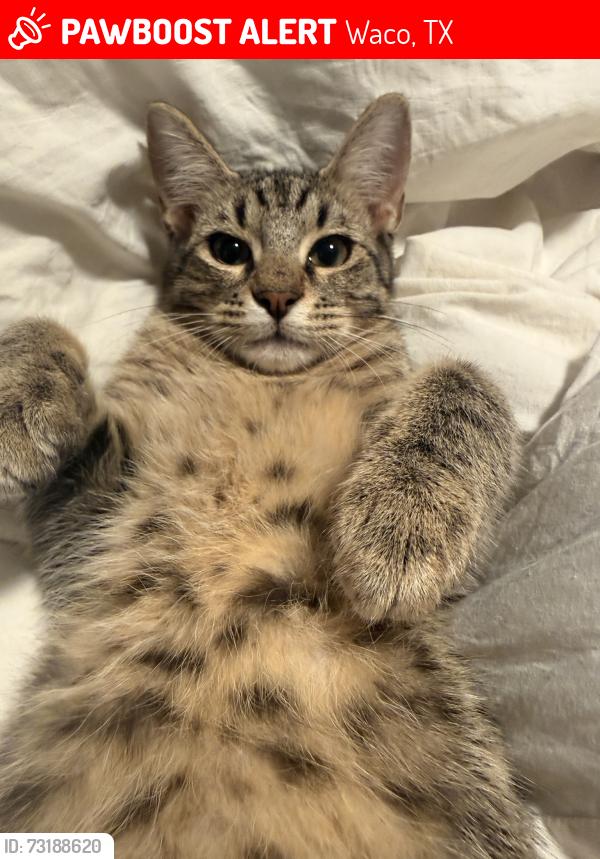 Lost Male Cat last seen Near Bagby, where mikes mini mart and various other corner stores are, Waco, TX 76711