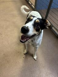 Shelter Stray Male Dog last seen Near University Avenue, San Diego, CA, 92104, 5500 Gaines St, San Diego, CA 92110, USA