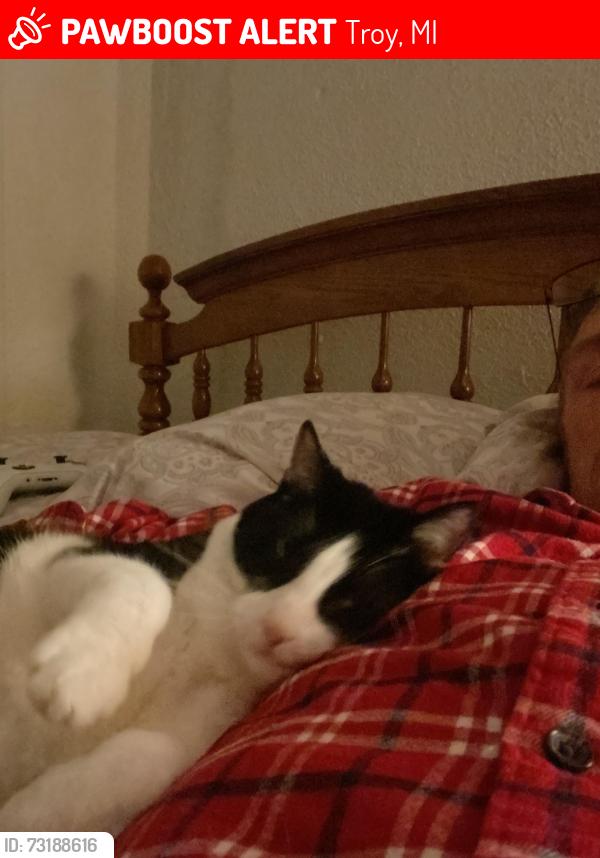Lost Female Cat last seen West side of stone gate, Troy, MI 48085