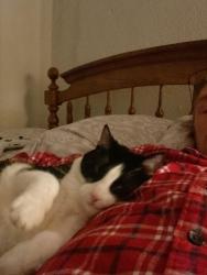 Lost Female Cat last seen West side of stone gate, Troy, MI 48085