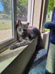 Lost Female Cat last seen 13th and Xanthia, Denver, CO 80220