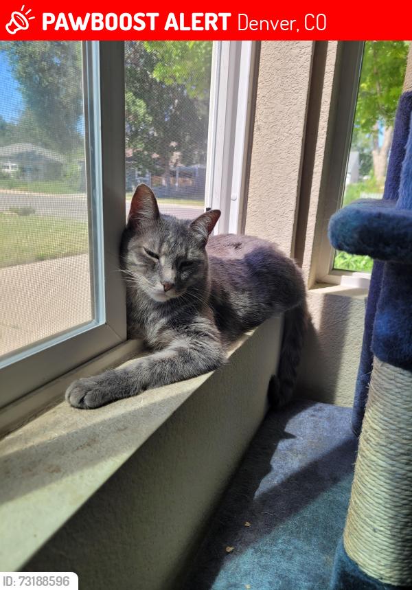 Lost Female Cat last seen 13th and Xanthia, Denver, CO 80220