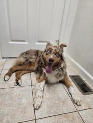 Reunited Female Dog last seen 160th ave and Watkins rd, Hudson, CO 80642