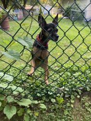 Found/Stray Female Dog last seen wawa, Cecil County, MD 21921