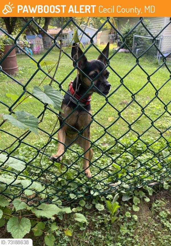 Found/Stray Female Dog last seen wawa, Cecil County, MD 21921