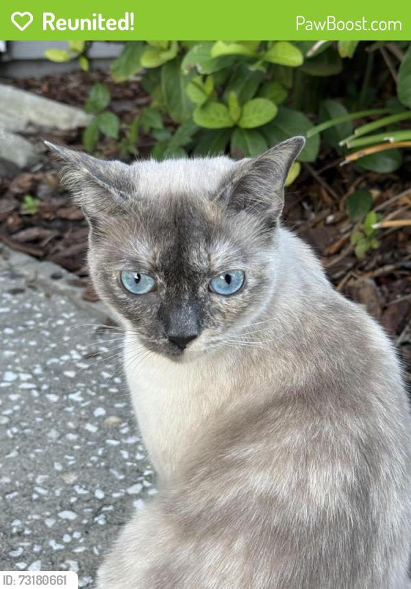 Reunited Female Cat last seen Mapledale/Northdale, Tampa, FL 33614