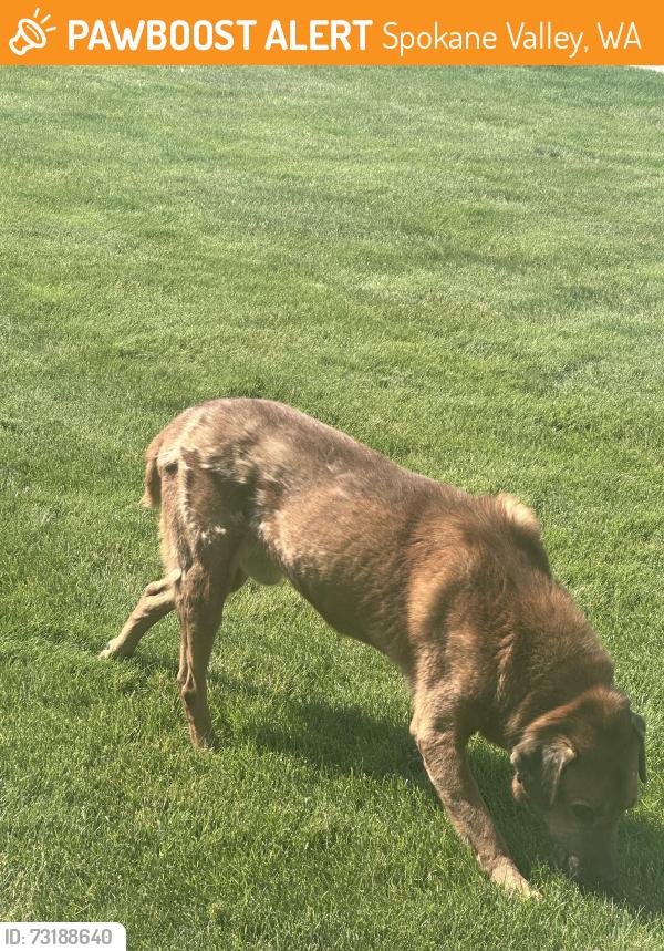 Found/Stray Unknown Dog last seen 8th ave greenacres, Spokane Valley, WA 99016