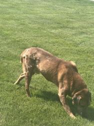 Found/Stray Unknown Dog last seen 8th ave greenacres, Spokane Valley, WA 99016