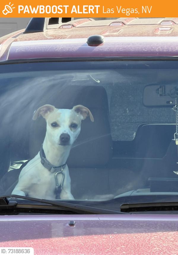 Found/Stray Male Dog last seen Hollywood @ desert inn, Las Vegas, NV 89122