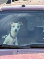 Found/Stray Male Dog last seen Hollywood @ desert inn, Las Vegas, NV 89122