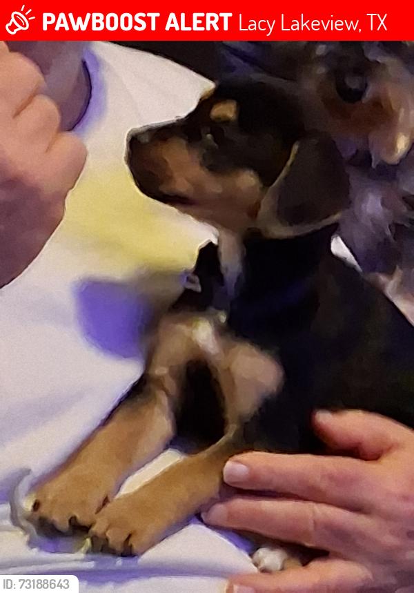 Lost Male Dog last seen New Dallas Hyw., Lacy Lakeview, TX 76705