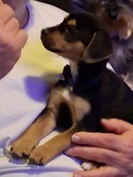 Lost Male Dog last seen New Dallas Hyw., Lacy Lakeview, TX 76705
