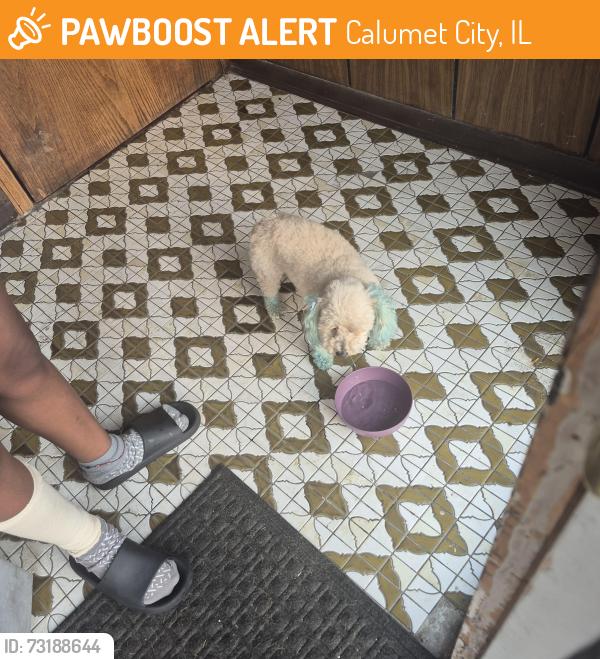 Found/Stray Female Dog last seen 147th Cornell, Calumet City, IL 60409