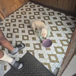 Found/Stray Female Dog last seen 147th Cornell, Calumet City, IL 60409