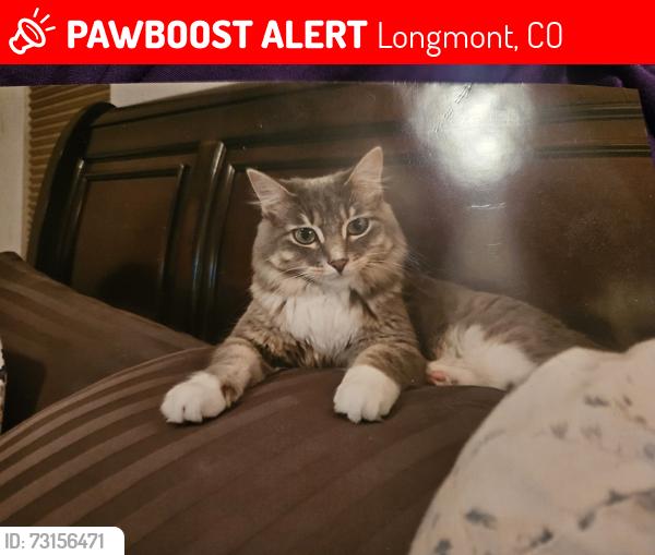 Lost Female Cat last seen Oak meadows neighborhood, Longmont, CO 80504