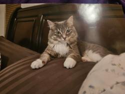 Lost Female Cat last seen Oak meadows neighborhood, Longmont, CO 80504