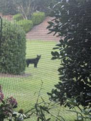 Found/Stray Unknown Cat last seen Mahogany drive, Murrells inlet sc, Horry County, SC 29576