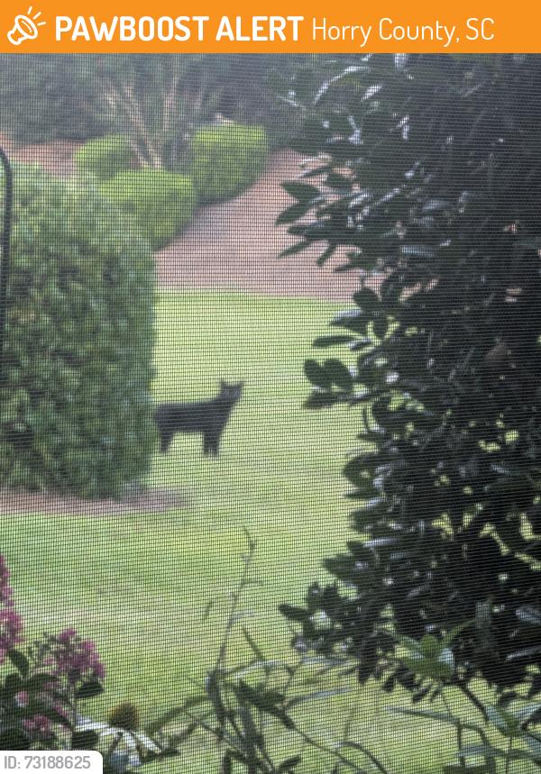 Found/Stray Unknown Cat last seen Mahogany drive, Murrells inlet sc, Horry County, SC 29576