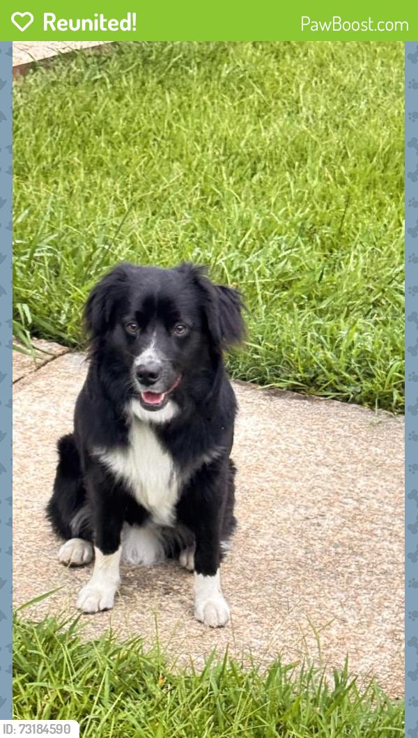 Reunited Male Dog last seen Barbee st spring hope at Edward’s, Spring Hope, NC 27882