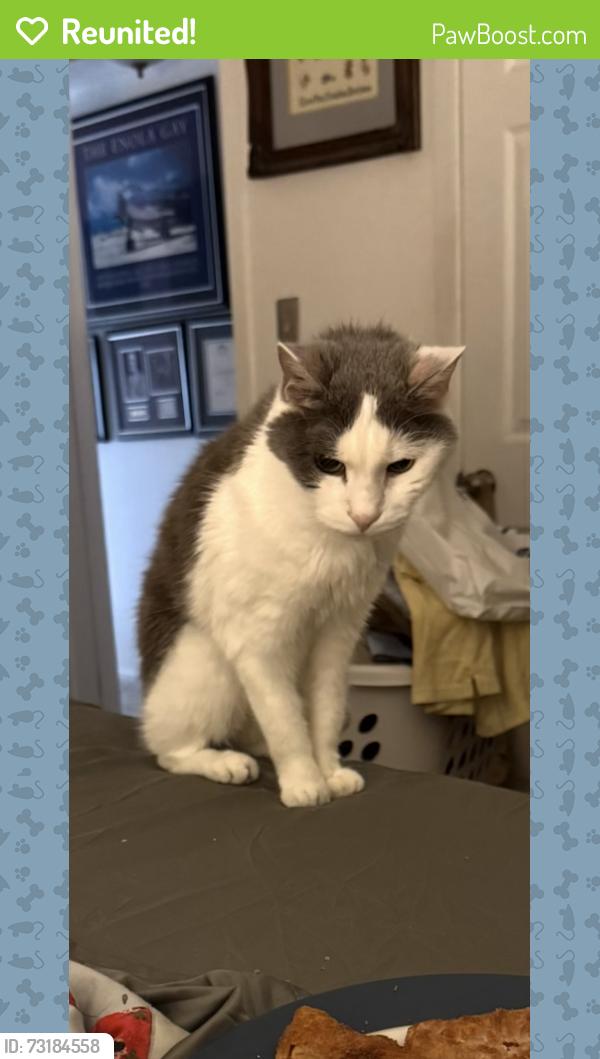 Reunited Male Cat last seen Edgehill Dr. Montclair, Montclair, VA 22025