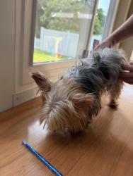 Reunited Male Dog last seen Silverlake, Bradenton, FL 34208