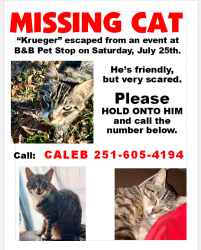 Lost Male Cat last seen Crossing Cottage Hill in front of McDonald’s, Mobile, AL 36693