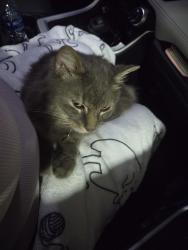 Reunited Male Cat last seen Forest Ilill Blvd and Praired Rd, West Palm Beach, FL 33405