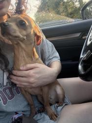 Reunited Male Dog last seen near first baptist alcoa, Alcoa, TN 37701