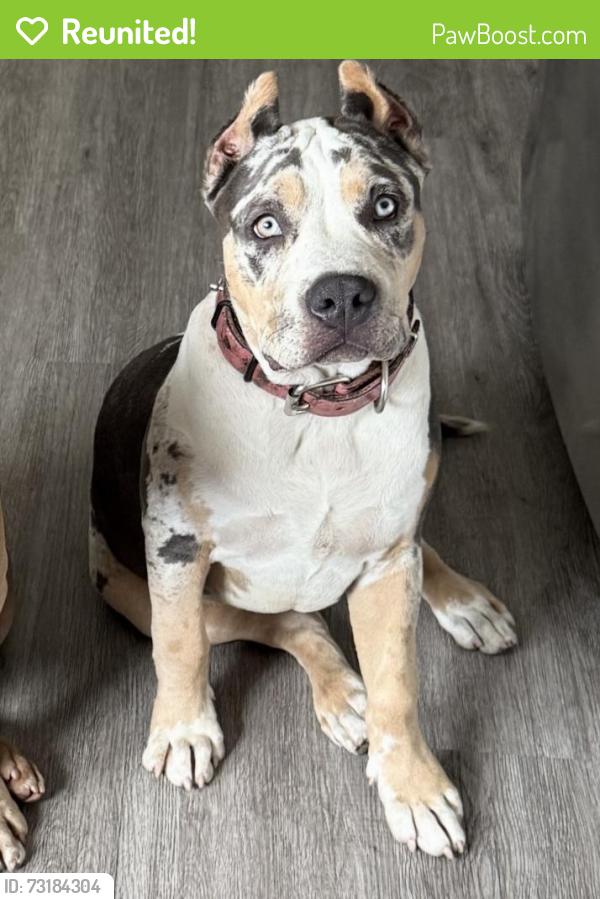 Reunited Female Dog last seen 67th and 3rd Ave, Los Angeles, CA 90043