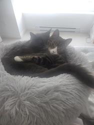 Lost Female Cat last seen Gianna center, Edmonton, AB T6C 3E9
