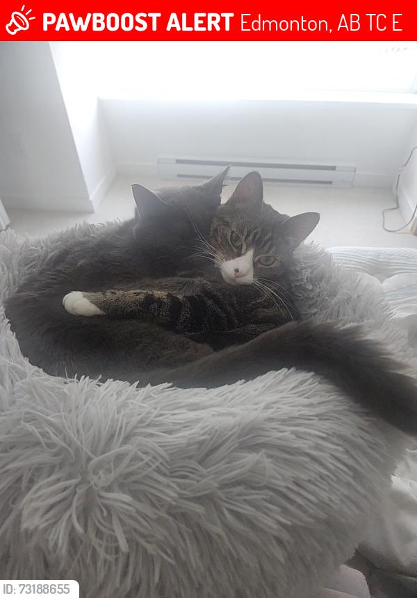 Lost Female Cat last seen Gianna center, Edmonton, AB T6C 3E9