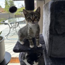 Shelter Stray Female Cat last seen , Animal Care & Control Team of Philly, 111 W Hunting Park Ave, Philadelphia, PA 19140, USA
