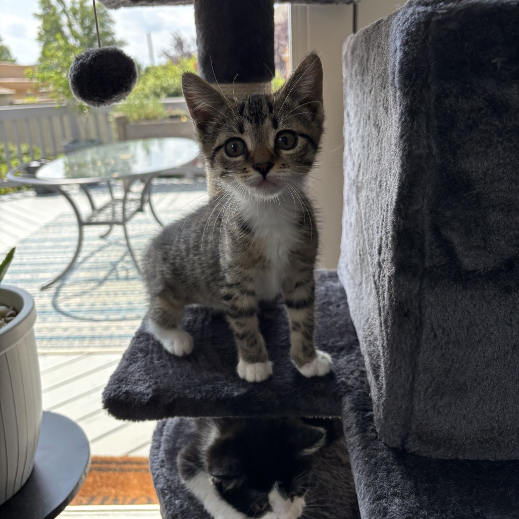 Shelter Stray Female Cat last seen , Animal Care & Control Team of Philly, 111 W Hunting Park Ave, Philadelphia, PA 19140, USA