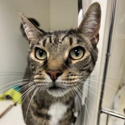 Shelter Stray Male Cat last seen , Animal Care & Control Team of Philly, 111 W Hunting Park Ave, Philadelphia, PA 19140, USA