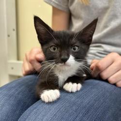 Shelter Stray Female Cat last seen , 361 S Raymond Ave, Pasadena, CA 91105, USA
