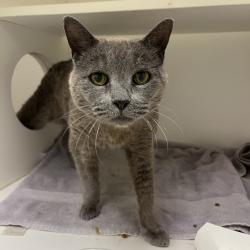 Shelter Stray Male Cat last seen , Animal Care & Control Team of Philly, 111 W Hunting Park Ave, Philadelphia, PA 19140, USA