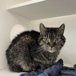 Shelter Stray Male Cat last seen , Animal Care & Control Team of Philly, 111 W Hunting Park Ave, Philadelphia, PA 19140, USA