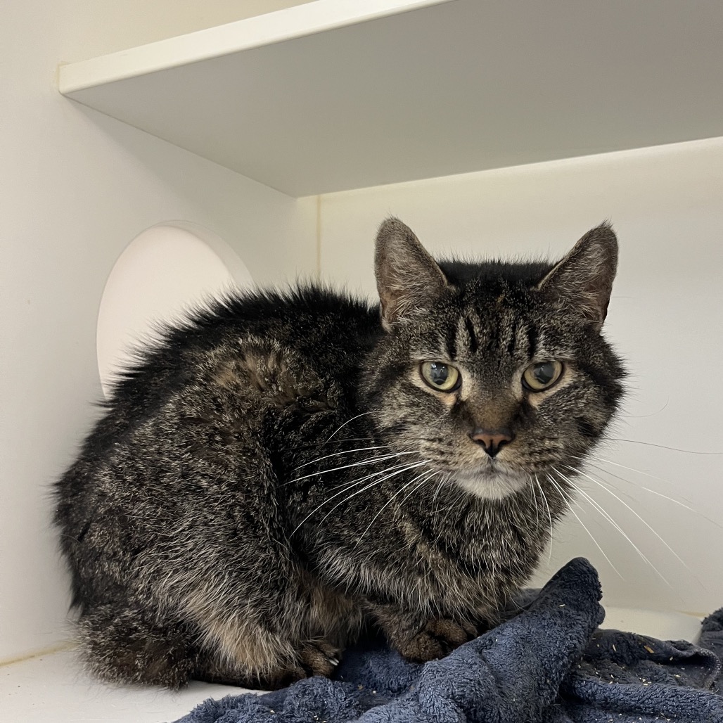 Shelter Stray Male Cat last seen , Animal Care & Control Team of Philly, 111 W Hunting Park Ave, Philadelphia, PA 19140, USA