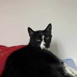 Shelter Stray Male Cat last seen , Animal Care & Control Team of Philly, 111 W Hunting Park Ave, Philadelphia, PA 19140, USA