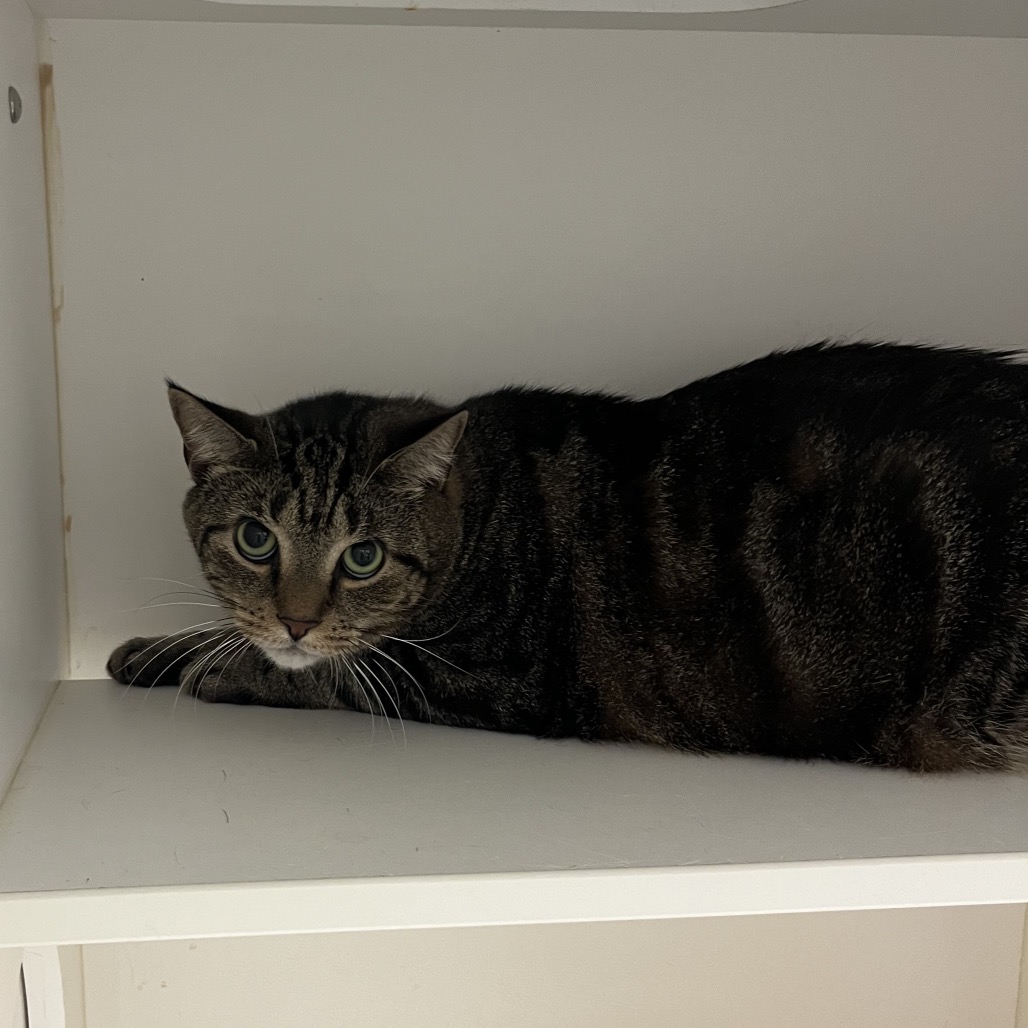 Shelter Stray Male Cat last seen , Animal Care & Control Team of Philly, 111 W Hunting Park Ave, Philadelphia, PA 19140, USA