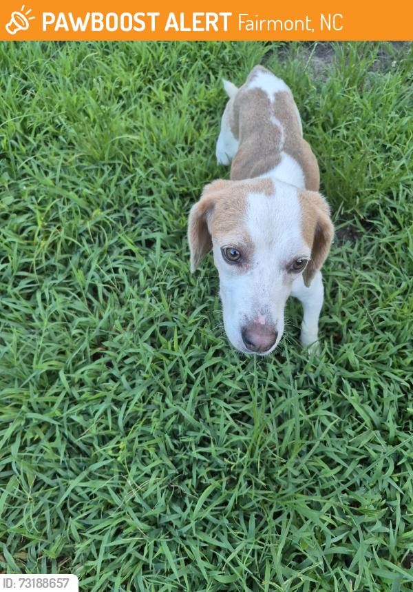 Found/Stray Male Dog last seen Ward Store and Gaddy, Fairmont, NC 28340