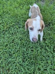 Found/Stray Male Dog last seen Ward Store and Gaddy, Fairmont, NC 28340