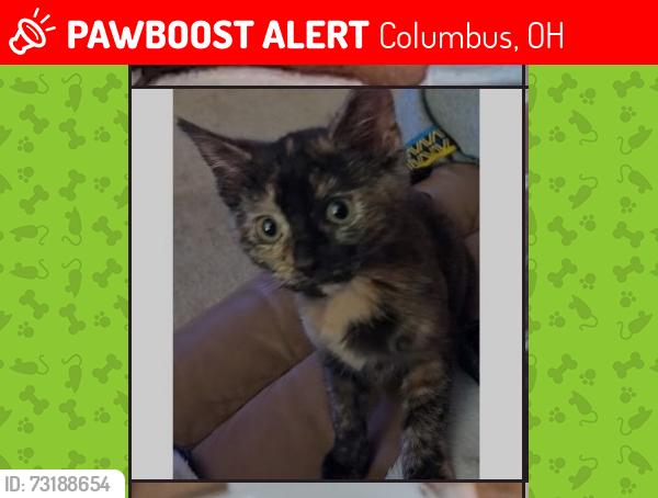 Lost Female Cat last seen Mound, Eakin, Burgess, Columbus, OH 43204
