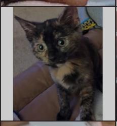 Lost Female Cat last seen Mound, Eakin, Burgess, Columbus, OH 43204