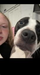 Lost Male Dog last seen Kroger on Eakin and Harrisburg pike, Columbus, OH 43223